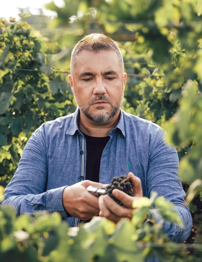 Leonardo Cury examinando um cacho de uvas entre as videiras do vinhedo